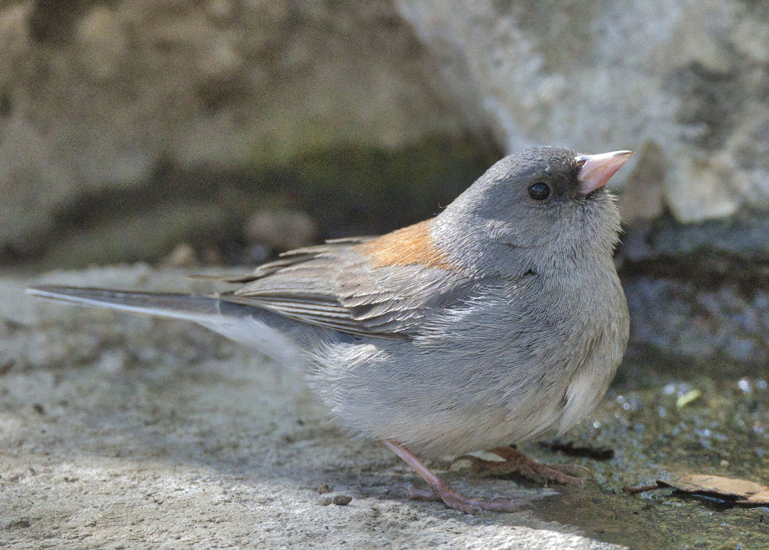 image Black-chinned Sparrow